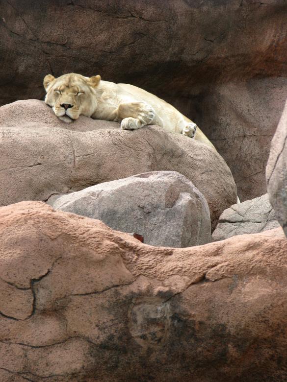 Free stock image of Lioness created by Tony Ryta