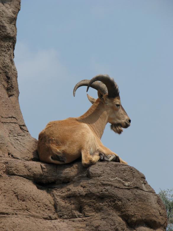Free stock image of Mountain Goat created by Tony Ryta