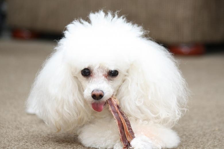 Free stock image of Toy poodle created by Tony Ryta