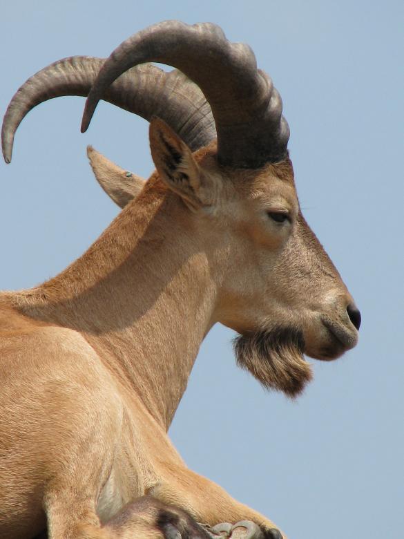 Free stock image of Mountain goat created by Tony Ryta