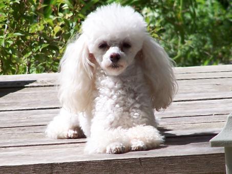 Toy poodle - Free Stock Photo