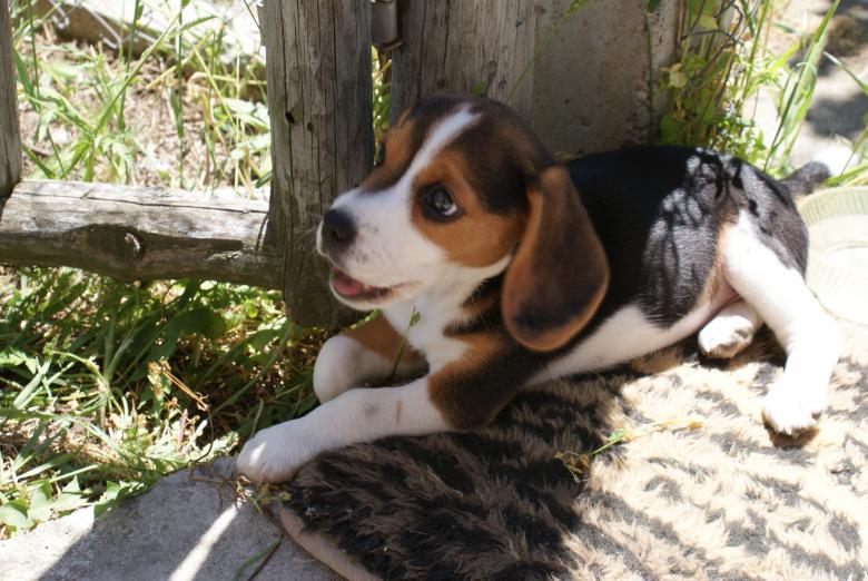 Free stock image of Cute Dog created by Hristo Hristov
