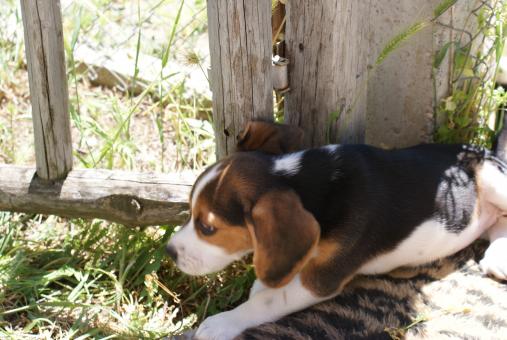 Dog - Free Stock Photo