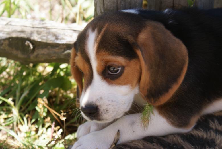 Free stock image of Puppy Dog created by Hristo Hristov