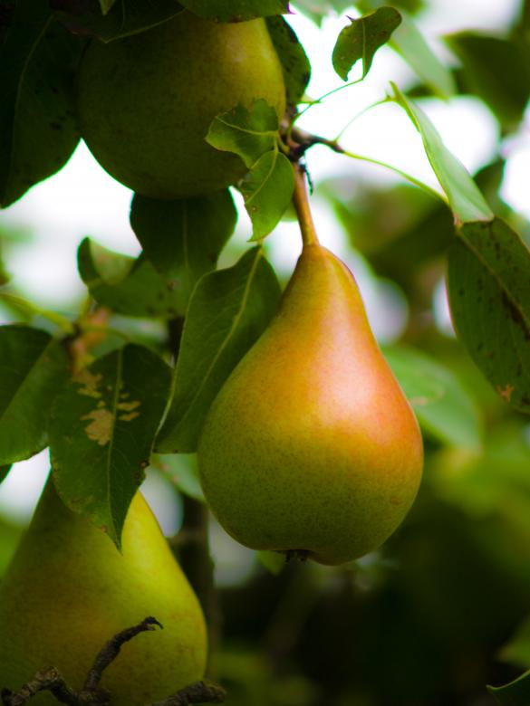 Free stock image of Pears created by Alen