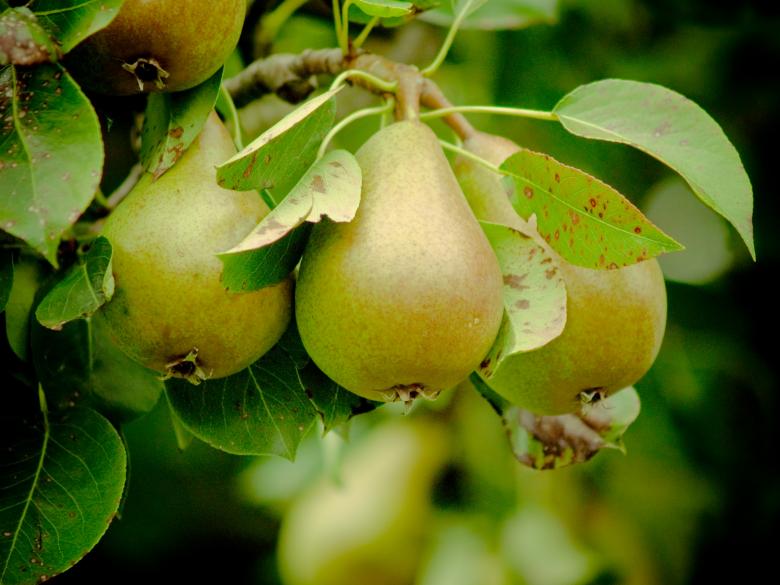 Free stock image of Pears created by Alen