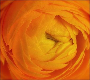 Orange Ranunculus - Free Stock Photo