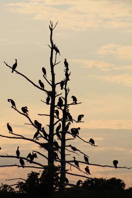 Free stock image of Cormorants Birds created by Tony Ryta