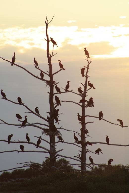 Free stock image of Cormorants Birds created by Tony Ryta