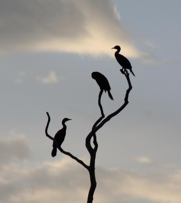 Free stock image of Cormorants Birds created by Tony Ryta