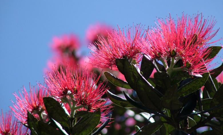 Free stock image of Pohutukawa Tree created by Muzz