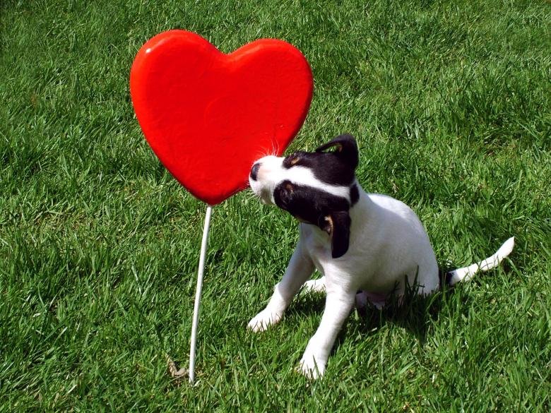 Free stock image of Puppy kissing a heart created by Muzz