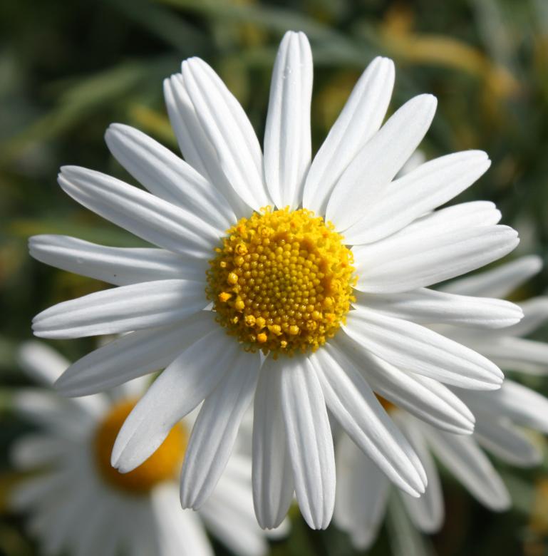 Free stock image of Flower created by Koba Alexander
