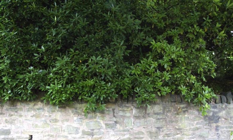 Free stock image of Hedge bush wall created by Elizabeth Gallagher