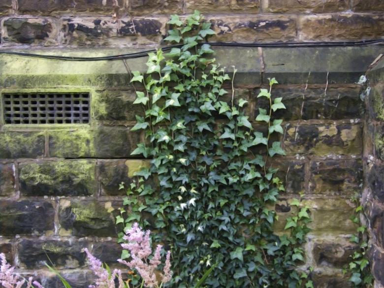 Free stock image of Vine Ivy on church wall created by Elizabeth Gallagher