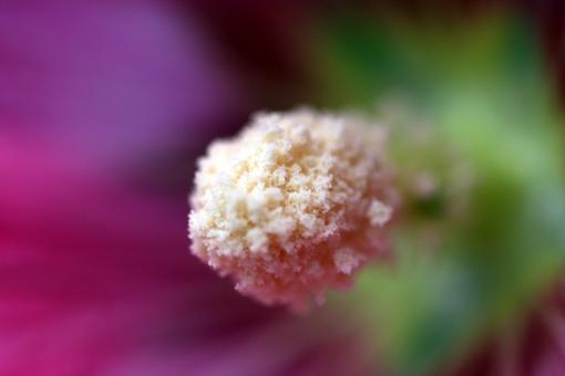Pollen up close and personal - Free Stock Photo