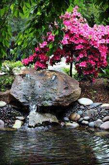 The Water Hole