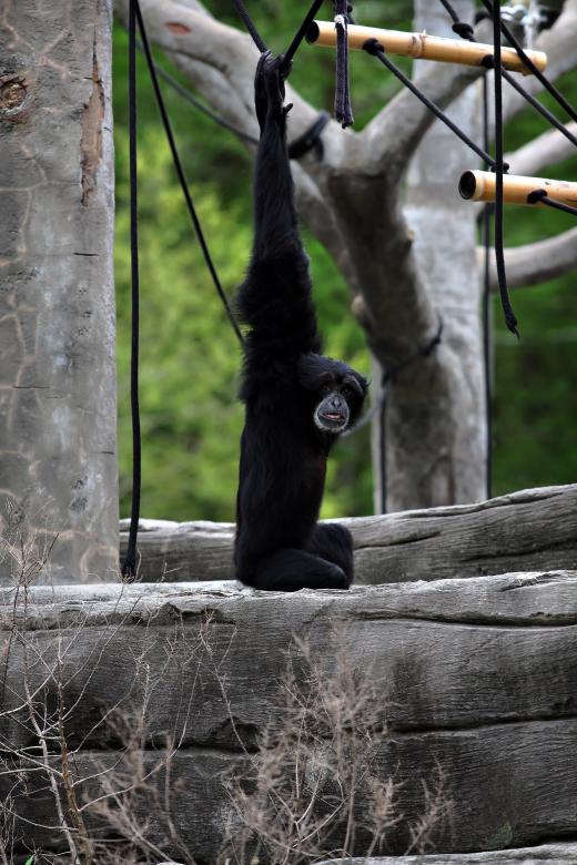 Free stock image of Monkey created by Modern Touch Photography