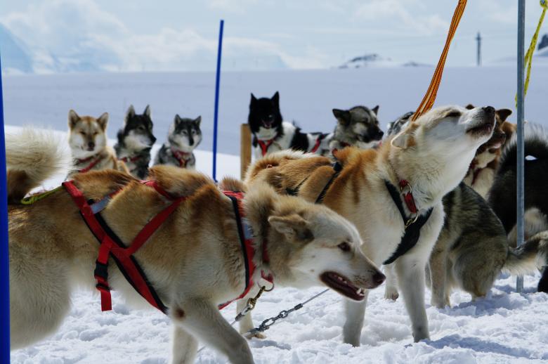 Free stock image of Huskies at mountain created by frhuynh