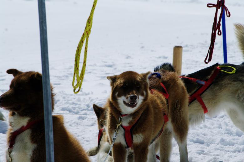 Free stock image of Huskies at mountain created by frhuynh