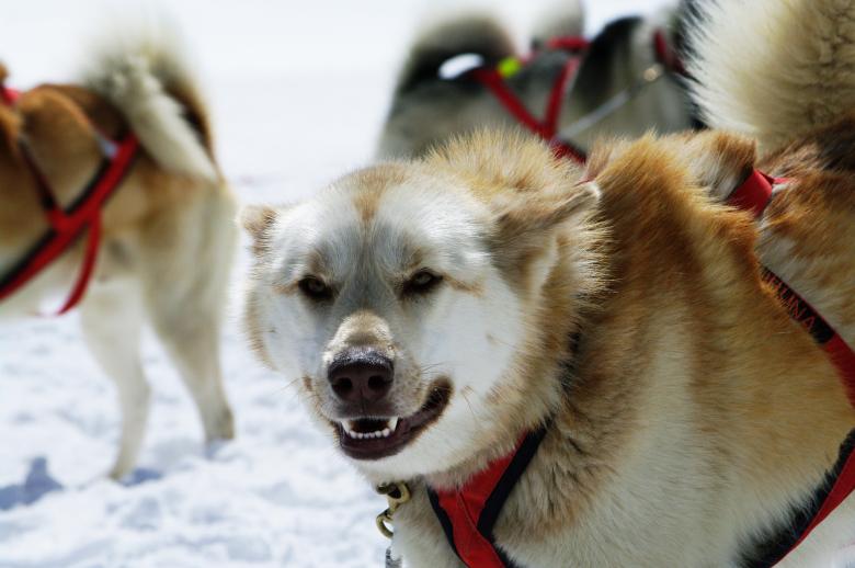 Free stock image of Huskies at mountain created by frhuynh
