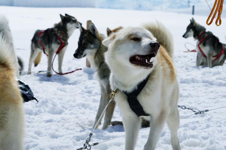Free stock image of Huskies created by frhuynh