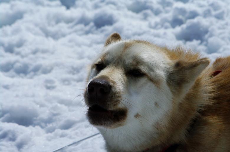 Free stock image of Huskies created by frhuynh