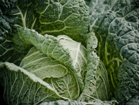 Free Stock Photo of Cabbage