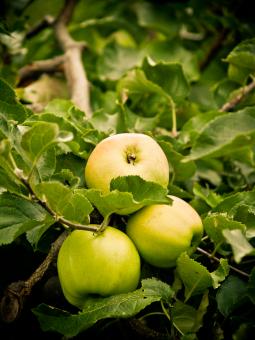 Free Stock Photo of Apples