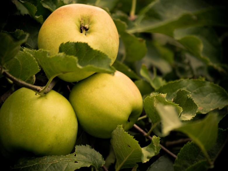 Free stock image of Apples created by Alen
