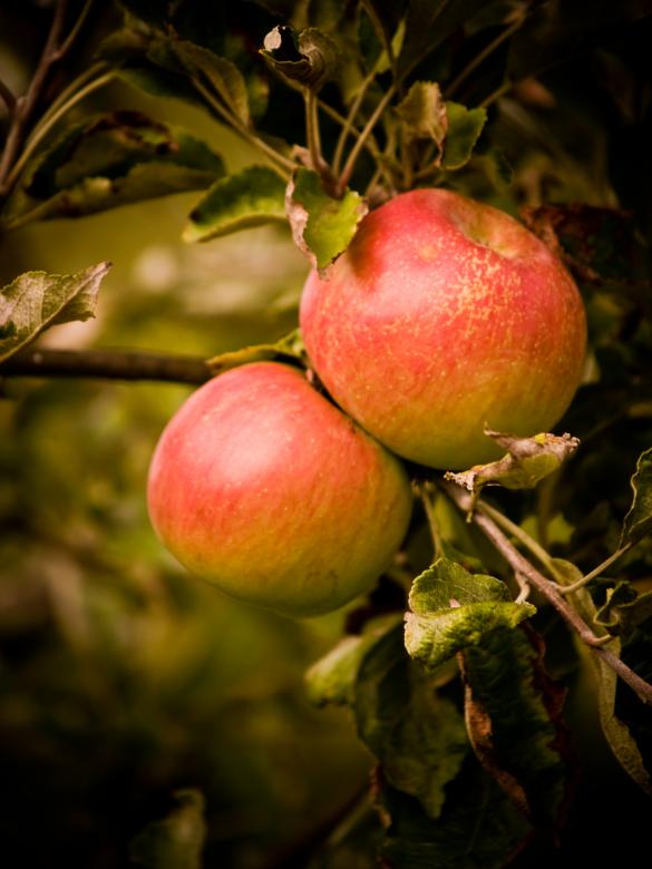 Free stock image of Apples created by Alen
