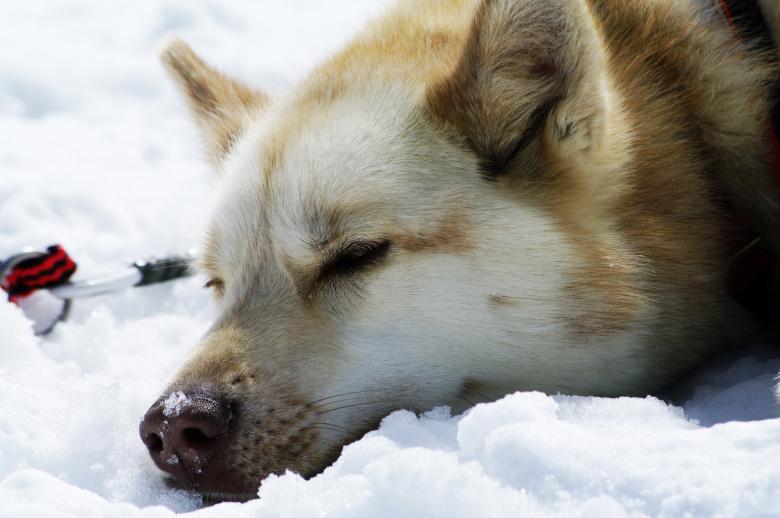 Free stock image of Close up with a husky created by frhuynh