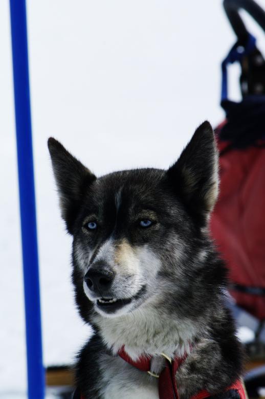 Free stock image of Close up with a husky created by frhuynh
