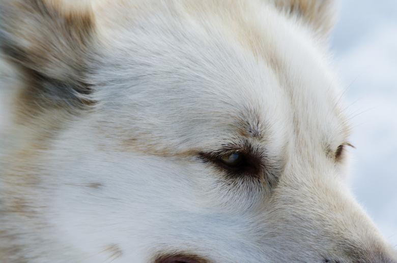 Free stock image of Close up with a husky created by frhuynh