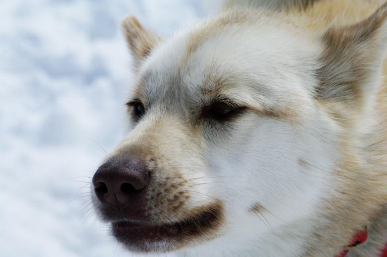 Free stock image of Close up with a husky created by frhuynh