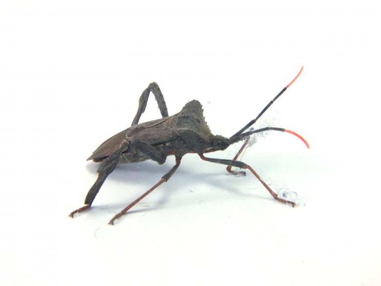 Free stock image of bug created by homero chapa