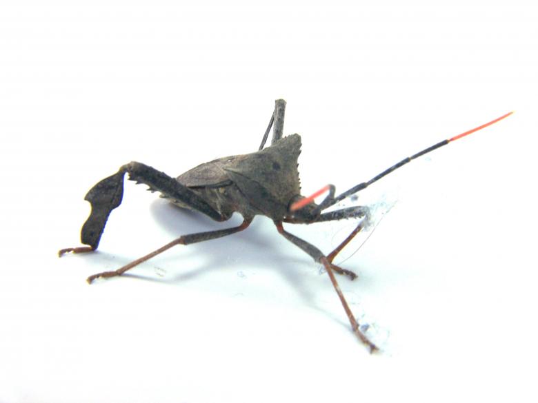 Free stock image of Bug created by homero chapa