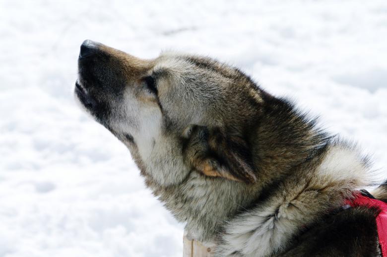 Free stock image of Close up with a husky created by frhuynh