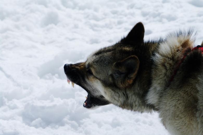 Free stock image of Close up with a husky created by frhuynh