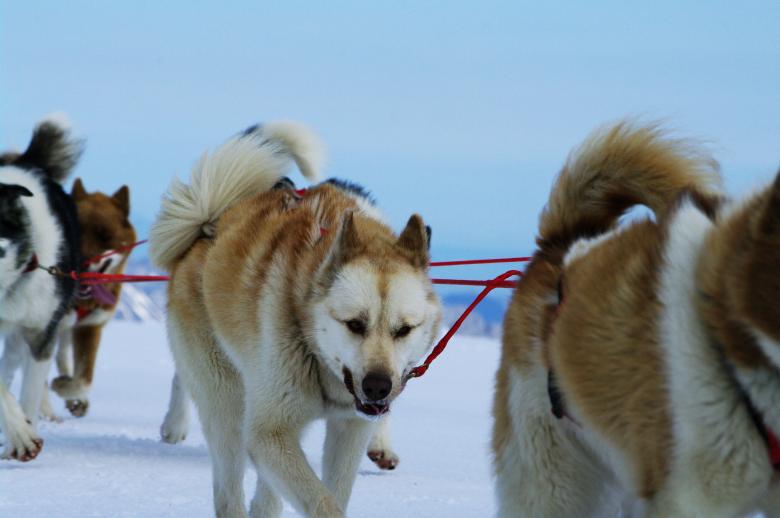 Free stock image of Moutain ride with huskies created by frhuynh