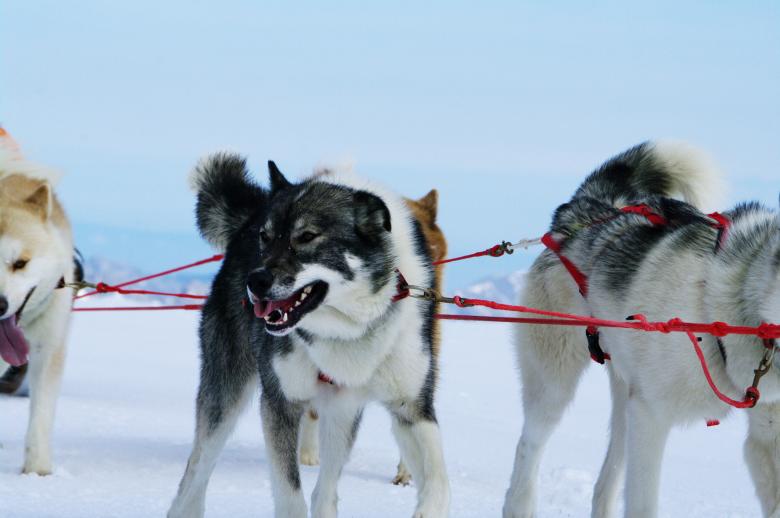 Free stock image of Moutain ride with huskies created by frhuynh