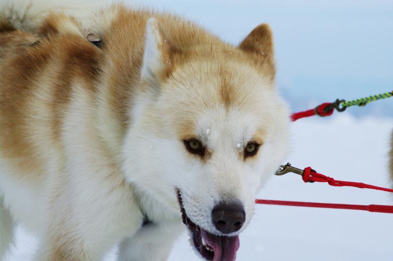 Free stock image of Moutain ride with huskies created by frhuynh