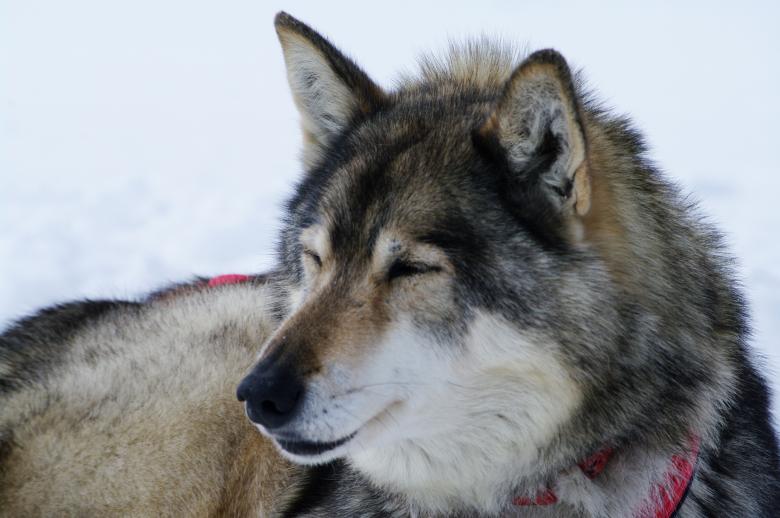 Free stock image of Close up with a grey husky created by frhuynh