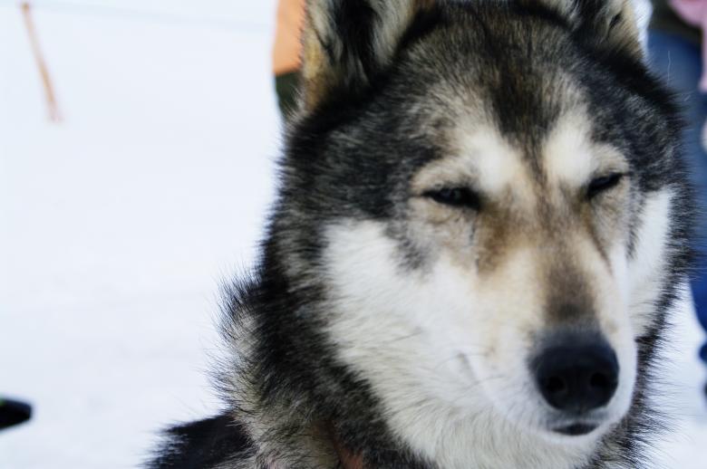 Free stock image of Close up with a grey husky created by frhuynh