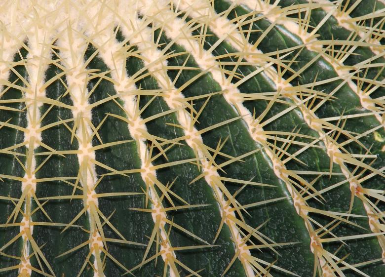 Free stock image of Cactus created by Muzz