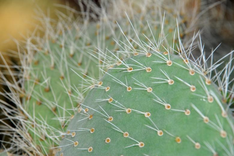 Free stock image of Cactus created by Muzz
