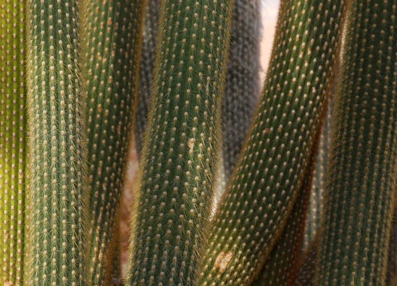 Free stock image of Cactus created by Muzz