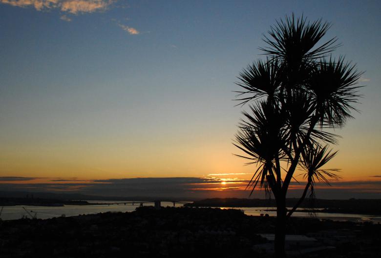Free stock image of Cabbage Tree created by Muzz
