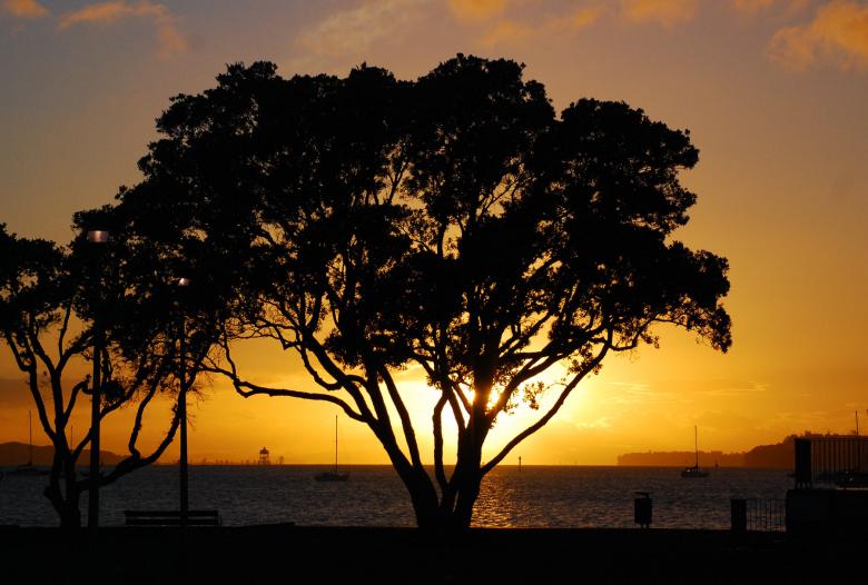 Free stock image of Pohutukawa Sunset created by Muzz