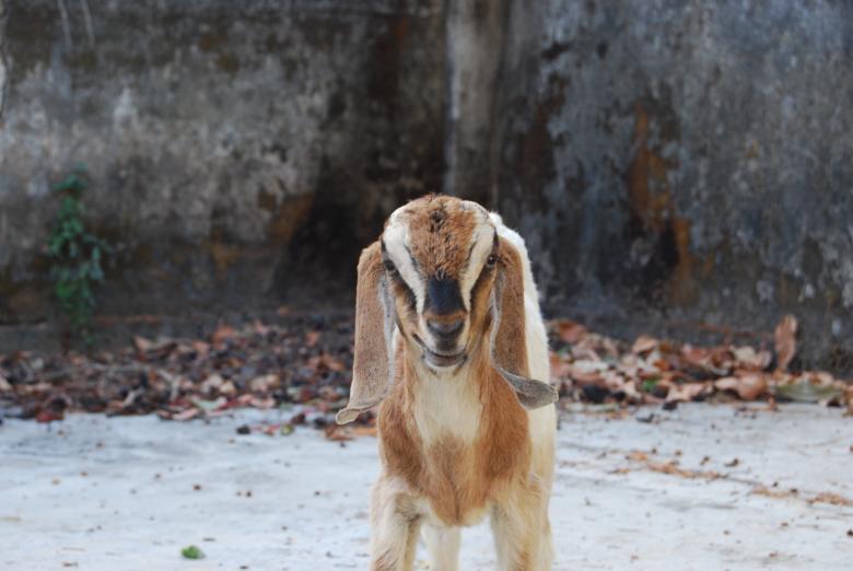 Free stock image of Sheep created by Rhema Prabhata